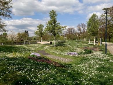 ... ein Paradies für Insekten.